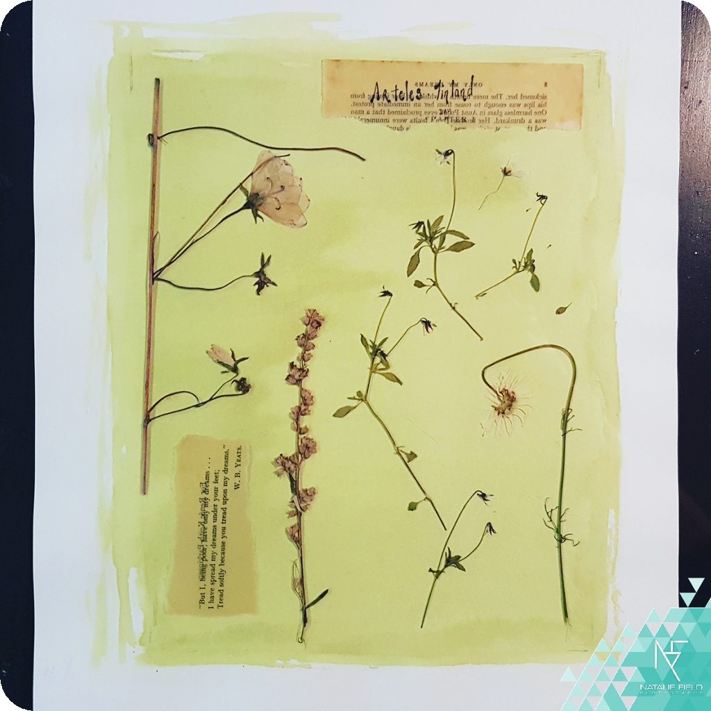 How to Make Cyanotypes of Flowers - Nature TTL