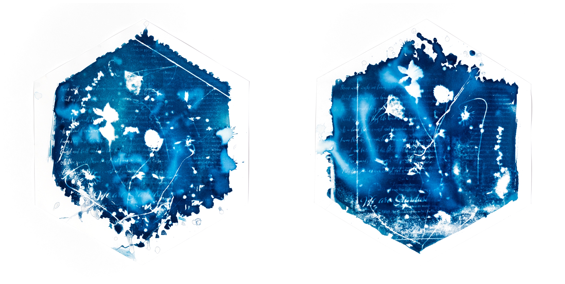 Cyanotype prints bleeding and fading at edges with botanical imprints from the sun in the series Sol-Shadows by Natalie Field showing at solo art exhibition at Berman Contemporary in Sandton.